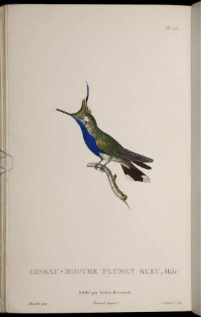 Pl. 23. Oiseau-Mouche Plumet Bleu [bis] Pl. 33. Oiseau-Mouche Modeste