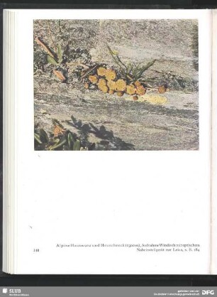 Alpine Hauswurz und Heuschrecke