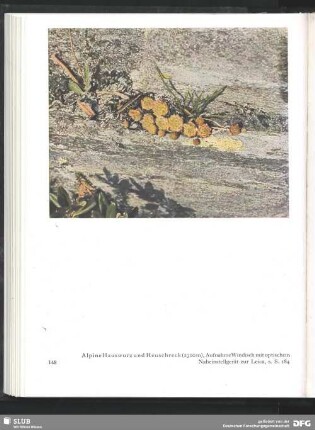 Alpine Hauswurz und Heuschrecke