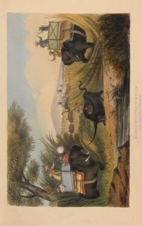 Buffalo shooting in Assam