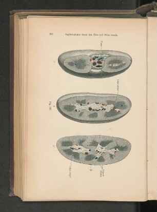 Fig. 347. Sagittalschnitte durch den Hilus und Sinus renalis.