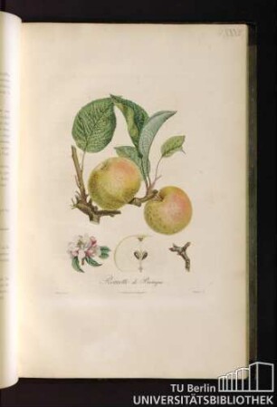 Reinette de Bretagne.