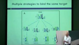 Direct and indirect influences that adjacent C2H2 zinc fingers have on DNA-binding strategies