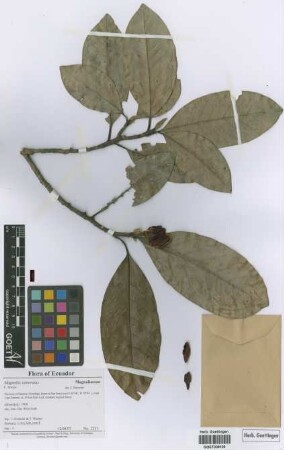 Magnolia zamorana F.Arroyo[isotype]