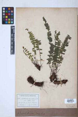 Asplenium lunulatum Sw.