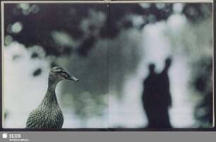 Neugierige Ente