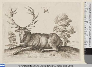 Liegender Hirsch
