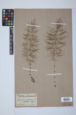 Equisetum sylvaticum L.