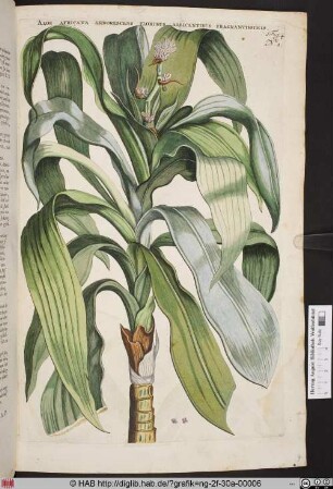 ALOE AFRICANA ARBORESCENS. No. 1.