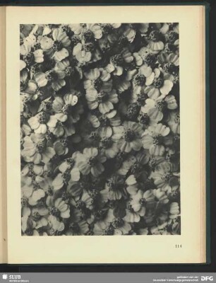 Achillea millefolium