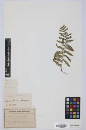 Aspidium spec.