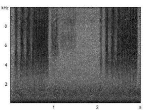 Wiesengrashüpfer | Chorthippus dorsatus - Stridulation