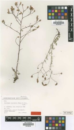 Centaurea tossiensis Freyn & Sint. ex Freyn [type]