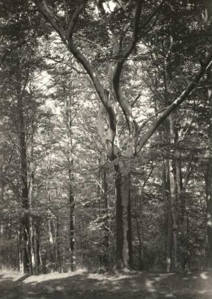 Tharandter Wald. Buchenbestand