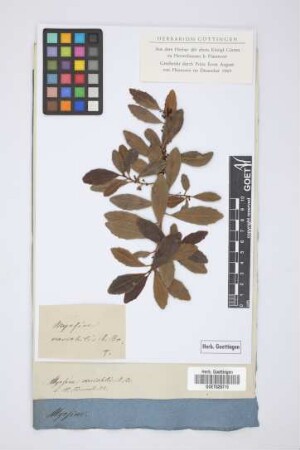 Myrsine variabilis R.Br.
