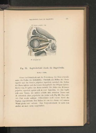 Fig. 95. Sagittalschnitt durch die Augenhöhle.