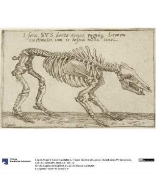Skelett eines Wildschweins, aus: (Gli Scheletri)