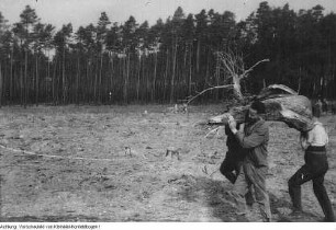 Dresden. Stukenroden für die frierende Bevölkerung im Winter 1946/47, 1947