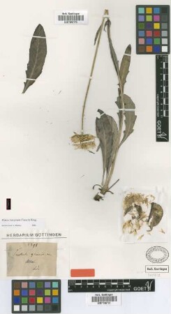 Serratula glauca Ledeb. [type]