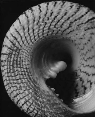 Trochus maculatus L., Südsee
