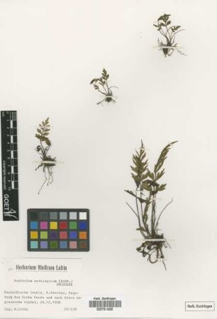 Asplenium aethiopicum aethiopicum (Burm.) Becherer