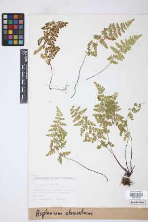 Asplenium obovatum