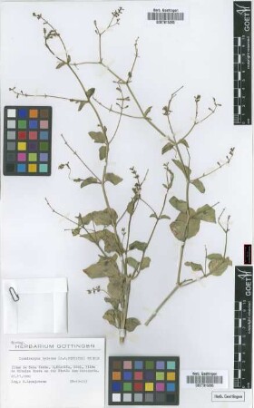 Commicarpus helenae (J.A. Schultes) Meikle