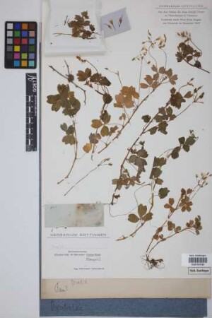 Oxalis