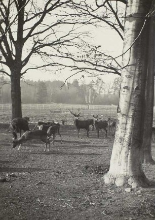 Wildgehege Moritzburg. Wildfütterung. Rothirsche und Wildschweine