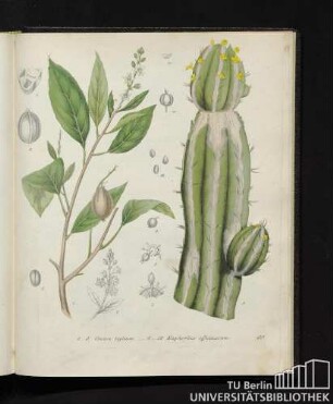 1. - 5. Croton tiglium. / 6. - 12. Euphorbia officinarum.