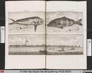 [oben links:] DAUPHIN. [oben rechts:] POISSON NOMÉ LOOTSMANNEKENS.[unten:] KOCHIN.