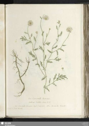 La Camomille Romaine