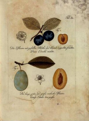 Tab. 182. Fig. 1. Die Pflaume mit gefüllter Blüthe und blauen doppelten Früchten [...] Fig. 2. Die lange, grüne, und grosse welische Pflaume [...]