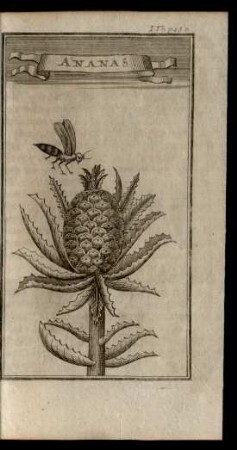 Ananas