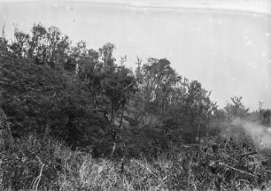 Hangvegetation : Bergige Landschaft mit Vegetation