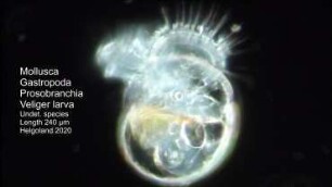 Gastropoda veliger larva undet. Helgoland 2020