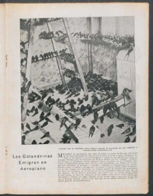 Las golondrinas emigran en aeroplano