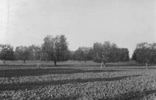 Plantage : Blick über eine Plantage