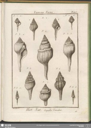 Pl. 425. Fuseau. Fusus
