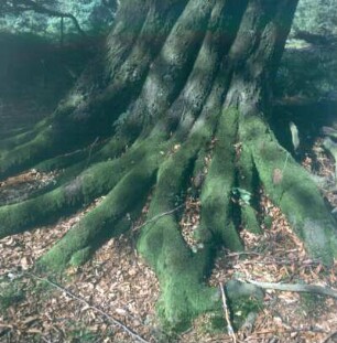 Urwald Sababurg. Wurzeln einer alten Hainbuche
