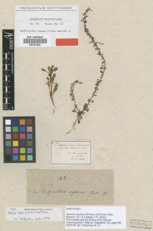 Samolus repens J.R.Forst. & G.Forst. [type]