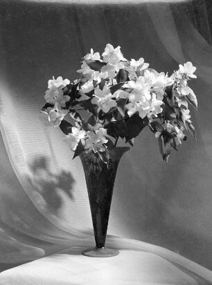 Blumen und Blüten in div. Vasen : Blumen und Blüten in diversen Vasen. Blütenzweige (Kirsche?) in gläserner Kelchvase