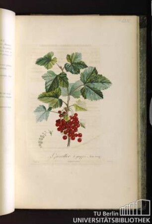Pl. LXVI. Groseiller à grappes, Fruit rouge.
