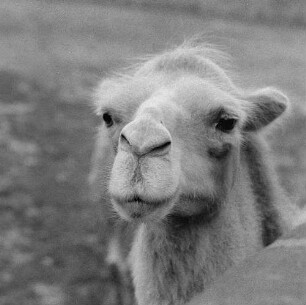 Tiere, mit Humor gesehen. Kamelporträt