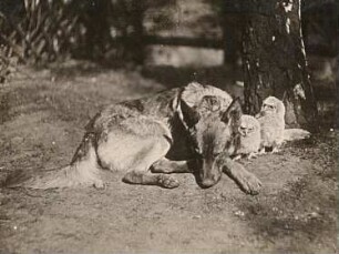 Rochlitzer Berg. Deutscher Schäferhund und junge Waldkäuze
