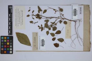 Sida rhombifolia L.