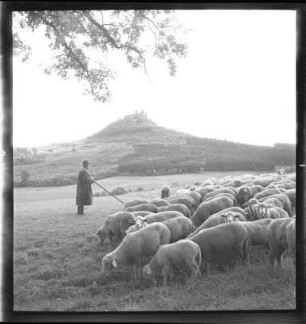 Schäfer unterhalb Burg Hohenzollern
