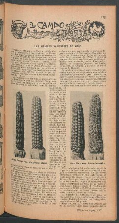 Las mejores variedades de maíz : El campo y la chacra
