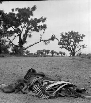 Brachfeld mit Kuhkadaver : Rajasthan (Indien). Brachfeld mit Kuhkadaver