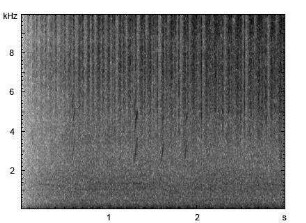 Feldgrashüpfer | Chorthippus apricarius - Stridulation